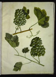 Vitis vinifera (common grapevine) by Hans Simon Holtzbecker