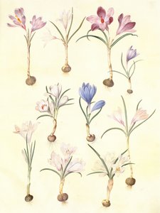 Crocus Vernus