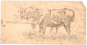 Two oxen