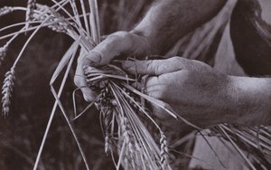 Making Straw Bands by Harold Burdekin