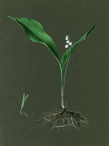 Convallaria majalis Lily of the Valley