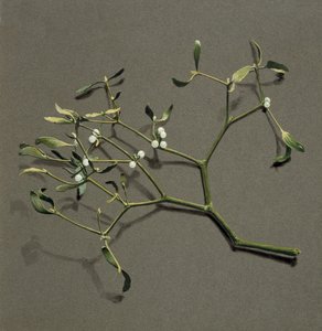 Viscum album L Mistletoe, c1870-1920 by Harold Drinkwater