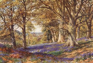 A Slope of Bluebells, Hascombe