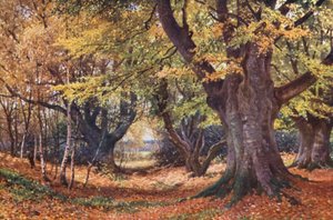 Beeches in Autumn, near Godalming