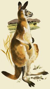 The Kangaroo by Harold Tamblyn Watts