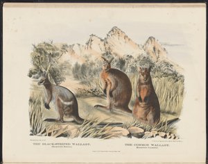 Mammals of Australia: The Black-striped Wallaby and the Common Wallaby
