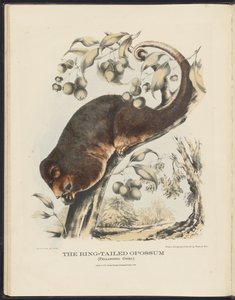 Mammals of Australia: The Ring-tailed Opossum by Harriet Morgan