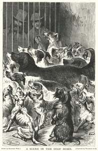 A Scene in the Dogs Home by Harrison William Weir