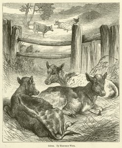 Calves by Harrison William Weir
