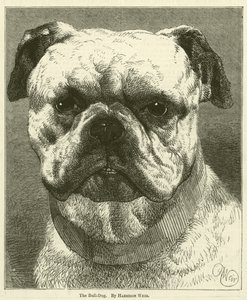 The Bull-Dog by Harrison William Weir