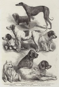 Winners of Prizes at the International Dog Show, Agricultural Hall, Islington by Harrison William Weir