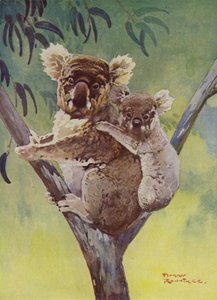 Koala Bear and Joey in a Eucalyptus Tree, Australia by Harry Rountree