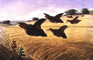 A Prime, Plump Covey by Harry Bright