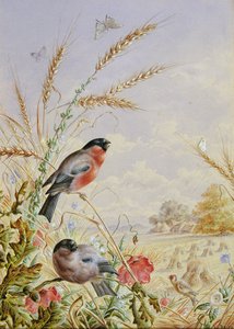 Bullfinches in a harvest field