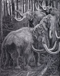 Mammoths by Harry Hamilton (after) Johnston