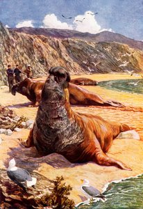 The Elephant Seal