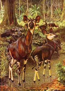 The Okapi in the Forest