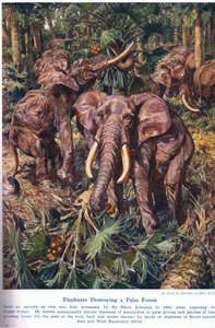 Elephants destroying a Palm Forest, illustration from 