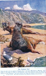The Elephant Seal, Illustration from 