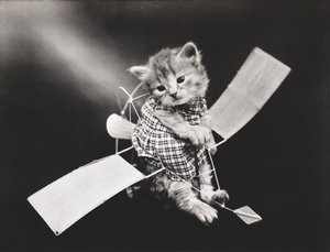 Kitties Series: Pilot Flying Plane, c.1914 by Harry Whittier Frees