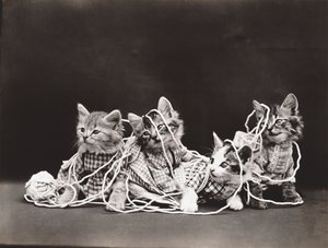 Kitties Series: Tangled in Yarn, c.1914 by Harry Whittier Frees