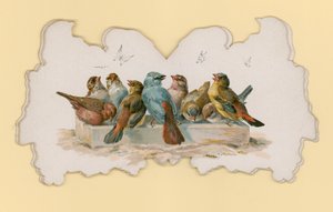 Birds by Hector Giacomelli