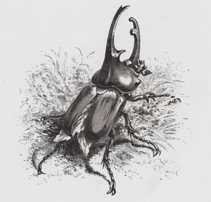 The Insect: Beetle by Hector Giacomelli