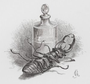 The Insect: Dead beetle by Hector Giacomelli