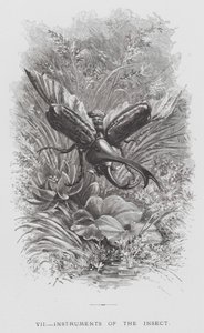 The Insect: Instruments of the Insect by Hector Giacomelli