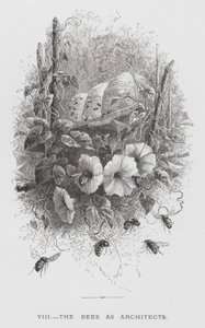The Insect: The Bees as Architects by Hector Giacomelli
