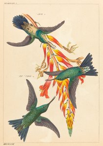Three Hummingbirds with Plant by Heinrich Gottlieb Ludwig Reichenbach