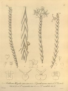 Lockhartia - Xenia vol 1 (1858) fig 40 by Heinrich Gustav Reichenbach