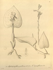 Biodiversity Heritage Library by Heinrich Gustav Reichenbach