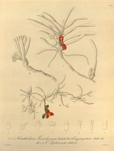 Biodiversity Heritage Library Image by Heinrich Gustav Reichenbach