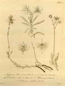 Biodiversity Heritage Library File