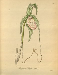 This file comes from the Biodiversity Heritage Library, and is available online at biodiversitylibrary.org/page/698377 by Heinrich Gustav Reichenbach