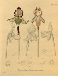 This file comes from the Biodiversity Heritage Library by Heinrich Gustav Reichenbach