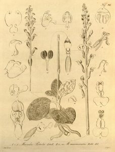Biodiversity Heritage Library File by Heinrich Gustav Reichenbach