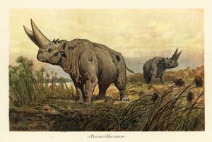 Arsinotherium, extinct genus of paenungulate mammal