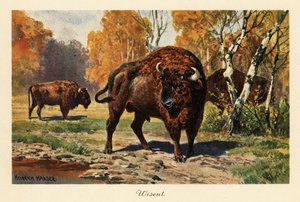 European Bison or Zubr in a Forest Clearing