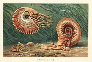 Extinct ammonites swimming in the ocean
