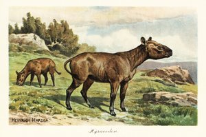 Hyracodon, extinct genus of pony-like mammal, Oligocene