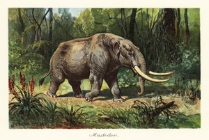 Mastodon of the extinct genus Mammuthus