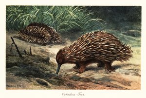 Short-beaked Echidna, Tachyglossus aculeatus, Foraging for Food