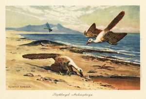 Two Archeopteryx foraging on the shore by Heinrich Harder