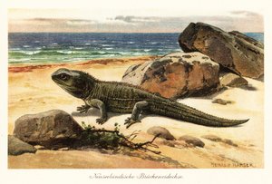 Vulnerable tuatara, Sphenodon punctatus, on the shore
