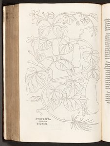 Courgette, illustration from De historia stirpium commentarii insignes by Leonhart Fuchs, 1542 by Heinrich and Meyer, Albert Fullmaurer