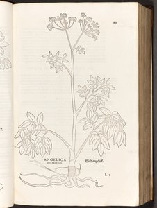 Wild Angelica, illustration from De historia stirpium commentarii insignes by Leonhart Fuchs, 1542