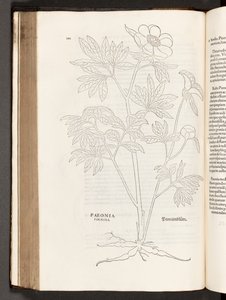 Paeony, illustration from De historia stirpium commentarii insignes by Leonhart Fuchs, 1542 by Heinrich and Meyer, Albert Fullmaurer