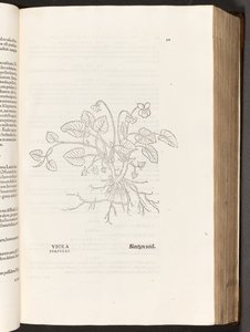 Violet, illustration from De historia stirpium commentarii insignes by Leonhart Fuchs, 1542 by Heinrich and Meyer, Albert Fullmaurer